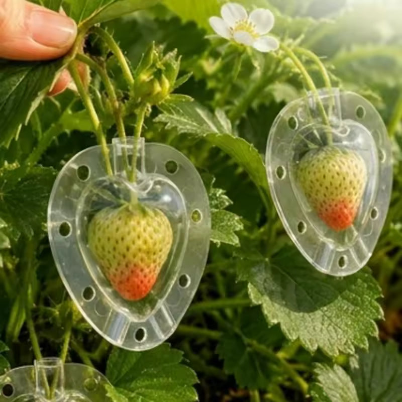Heart Shaped Fruit Growing Mold Transparent Vegetables Shaper