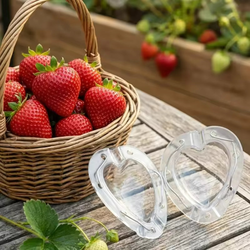 Heart Shaped Fruit Growing Mold Transparent Vegetables Shaper